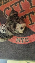 Load and play video in Gallery viewer, Clash City Tattoo Dog Cat shirt!
